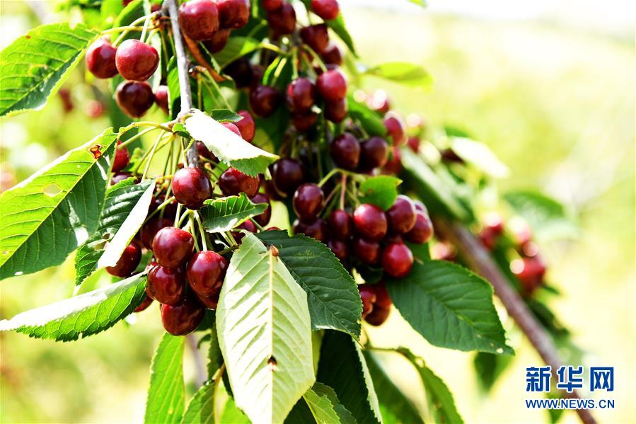 恒大直播视频-乐鱼app(leyu)官方网站-乐鱼官网