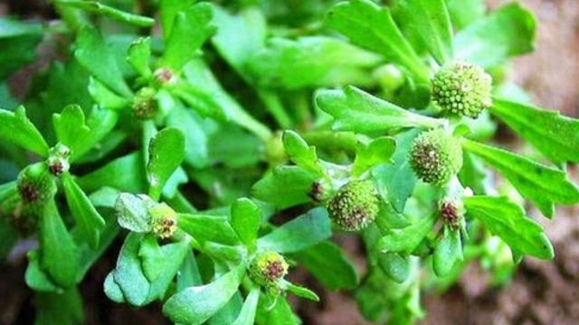 它便是"鹅不食草",路旁常见,但价值很大,见到别摘掉