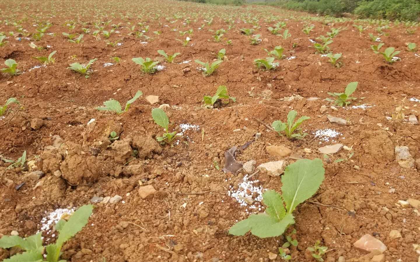 久旱逢甘露 云南村民种菜止损