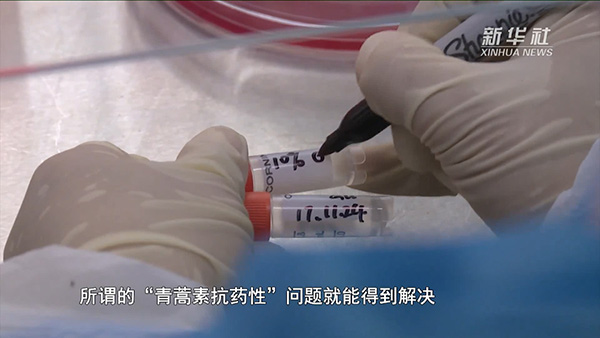 “青蒿素抗药性”的科研突破引发关注。视频截图