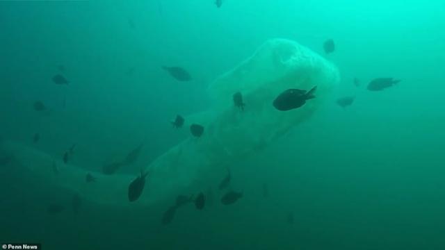 一种罕见的“海洋独角兽”——火体虫