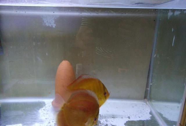 我的鱼缸里是怎么生出来血红虫的,需要可以培