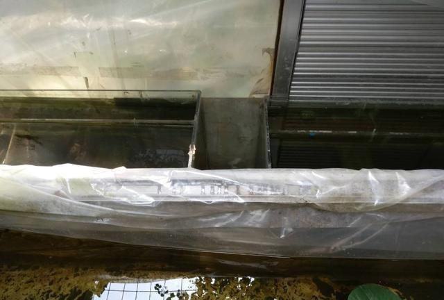 我的鱼缸里是怎么生出来血红虫的,需要可以培