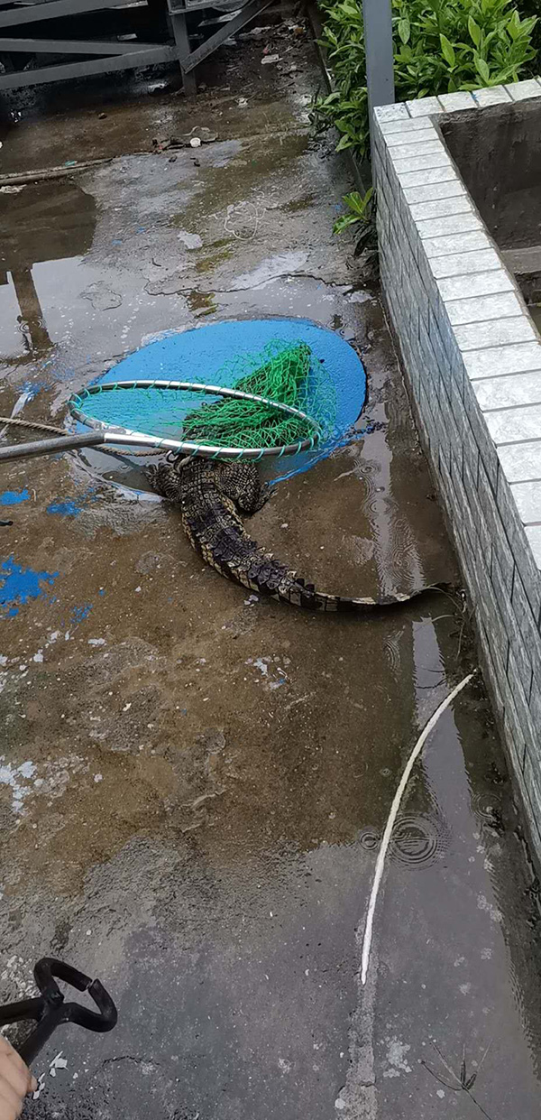 暴雨后鳄鱼到肉联厂被捕 武汉动物园：不是我们的