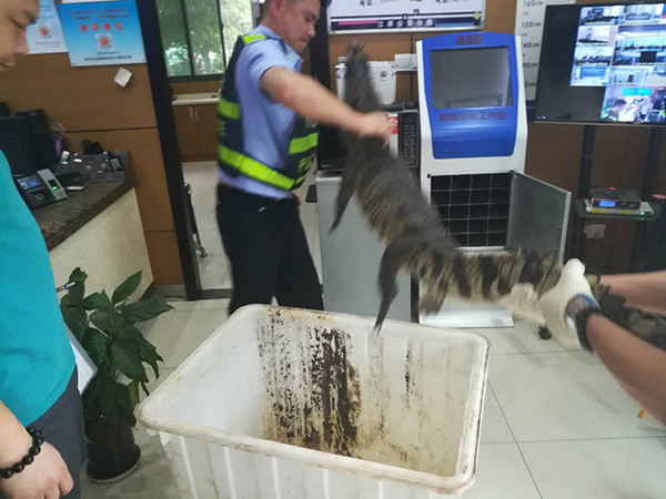 暴雨后鳄鱼到肉联厂被捕 武汉动物园：不是我们的