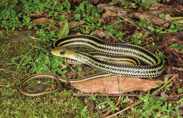 农村菜花蛇是一种常见的无毒蛇,为啥老农说菜花蛇不怕