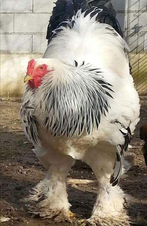 世界上最大的鸡,叫了个印度名字,却是我国培育的,在美国最有名