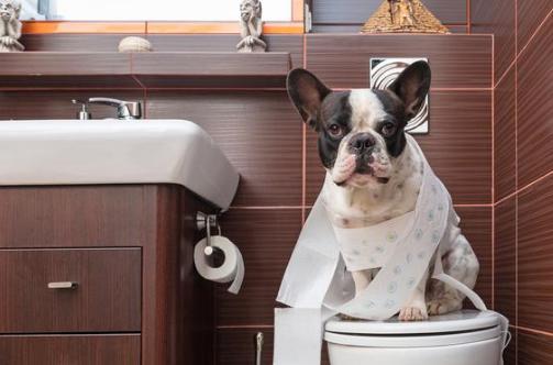 怎么训练狗狗定点上厕所,快速让狗狗适应生活,养成好习惯!