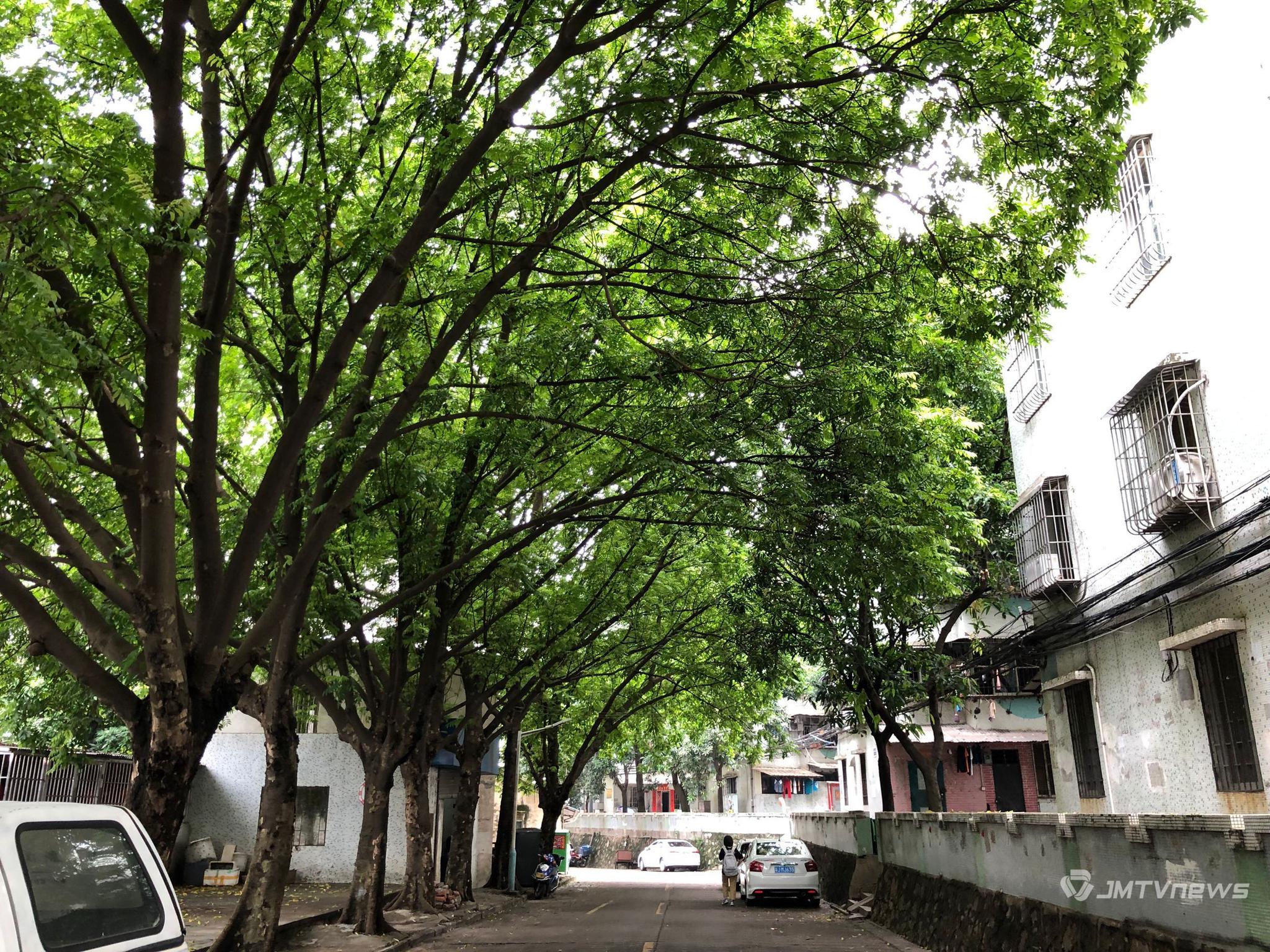 江海区新南里芒果树太高剧情未v剧情存a剧情隐回魂夜多年详解图片
