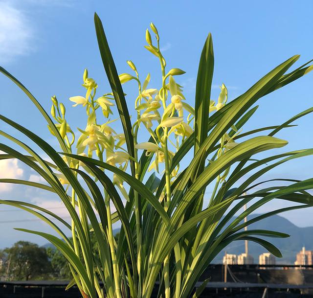 开花最勤的兰花每年开3次花香浓郁出芽率高惹人爱