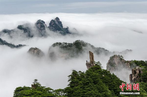 雨后黄山奇松怪石云海同框如画