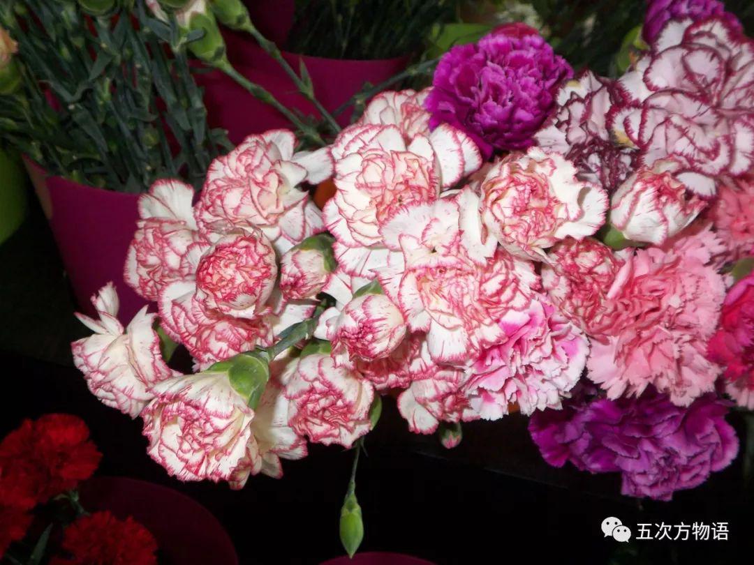 路边的石竹花，你究竟是谁？