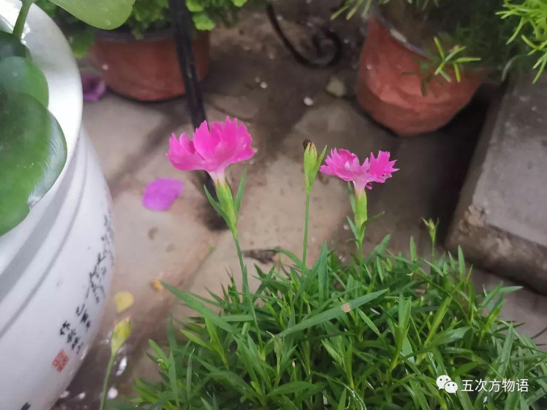 路边的石竹花，你究竟是谁？