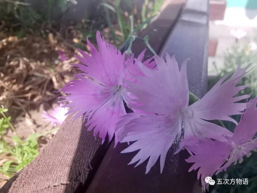 路边的石竹花，你究竟是谁？