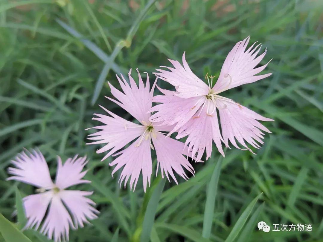 路边的石竹花，你究竟是谁？