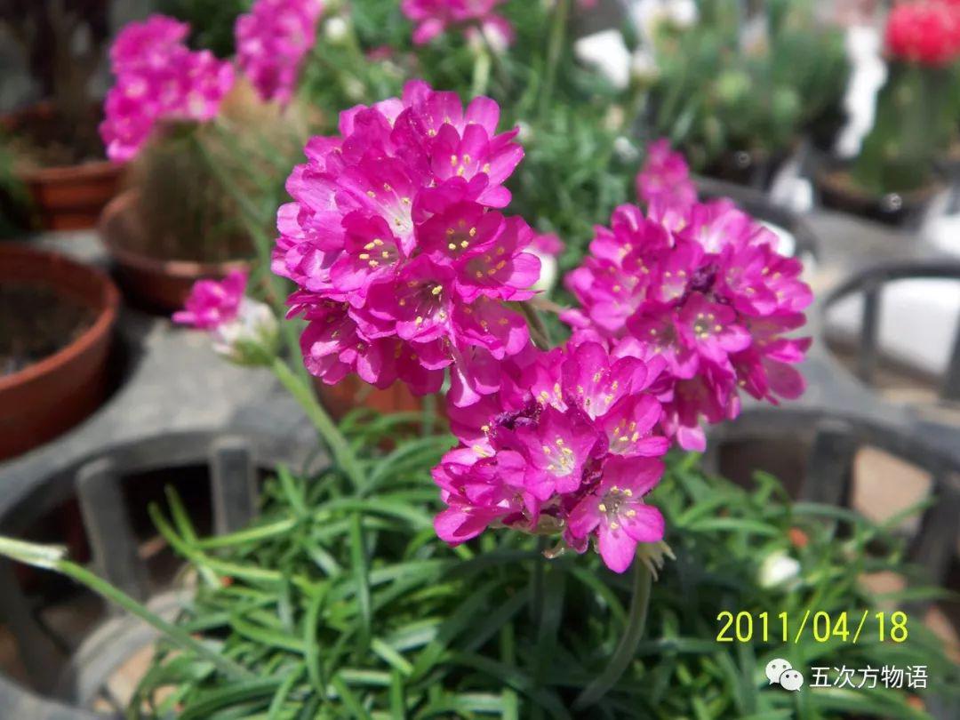 路边的石竹花，你究竟是谁？