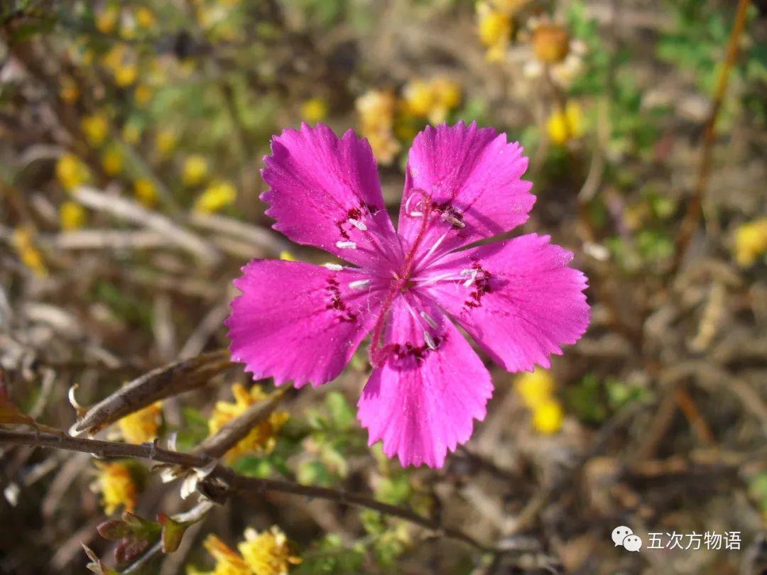 路边的石竹花，你究竟是谁？