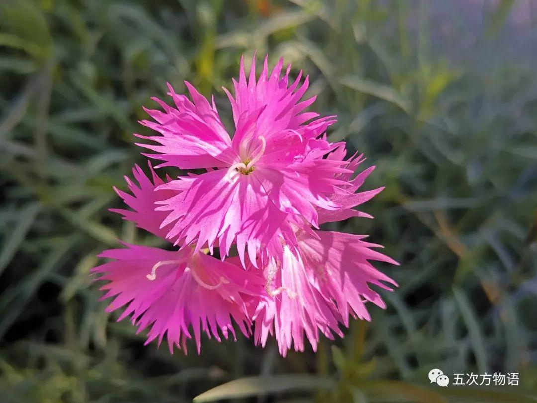 路边的石竹花，你究竟是谁？