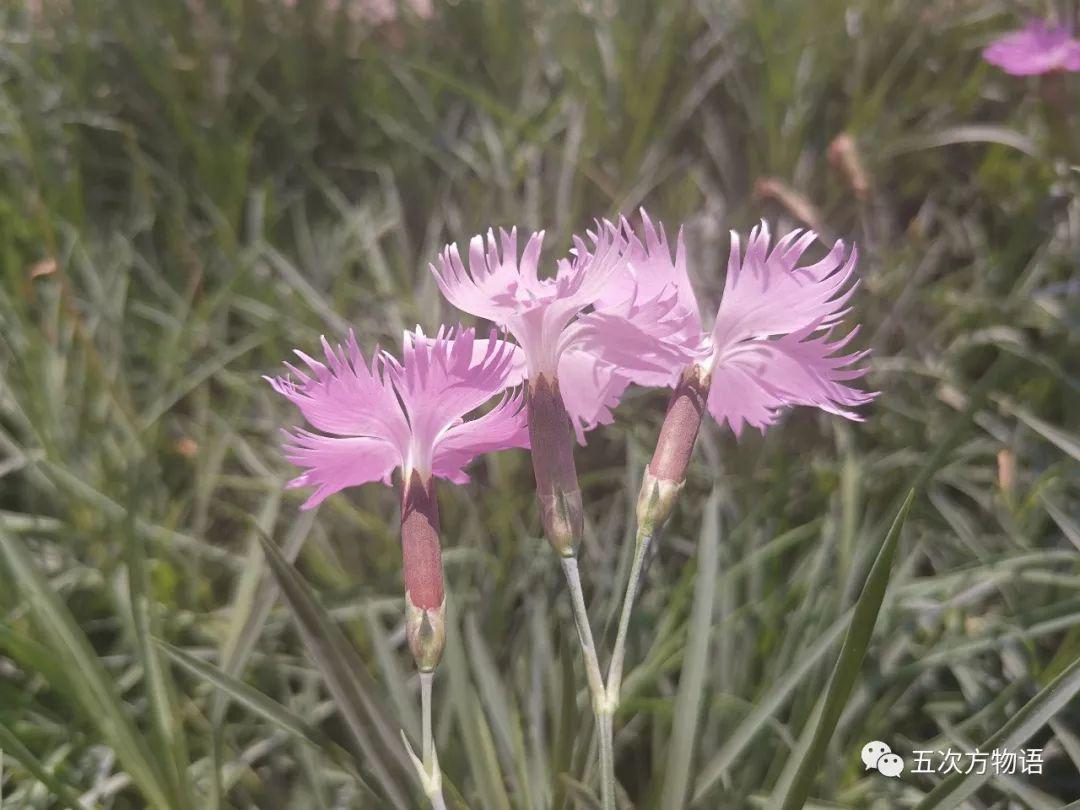 路边的石竹花，你究竟是谁？