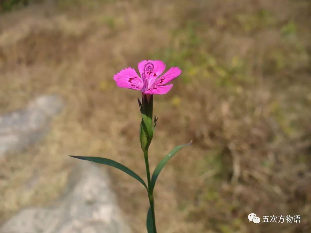 路边的石竹花，你究竟是谁？