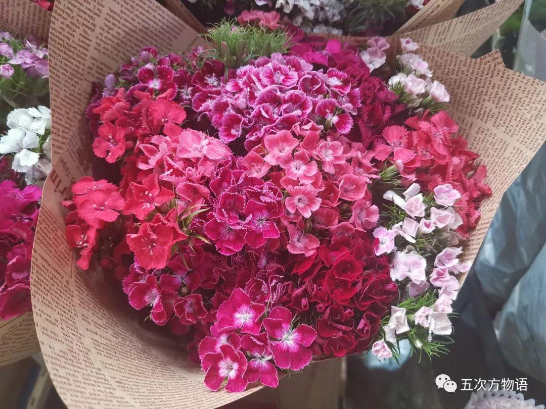 路边的石竹花，你究竟是谁？