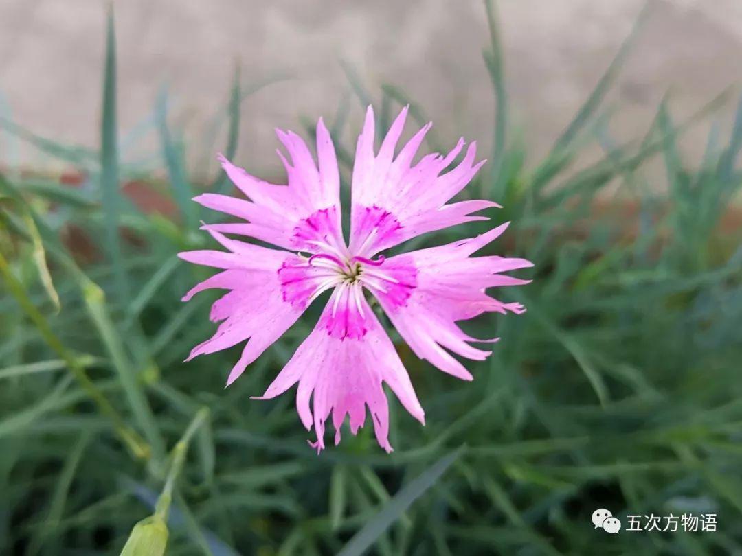 路边的石竹花，你究竟是谁？