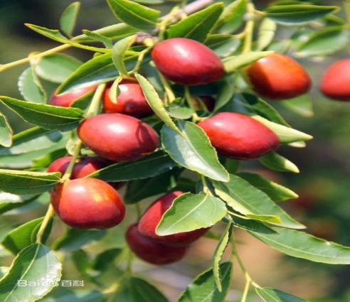 千年寿枣-稷山板枣-稀罕网