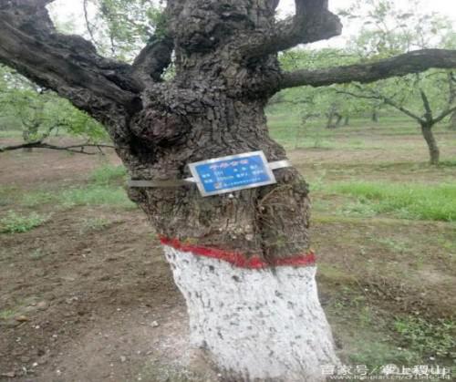 千年寿枣-稷山板枣-稀罕网