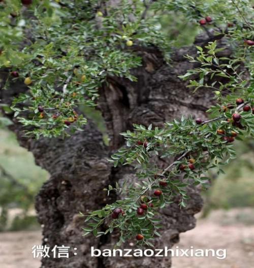 千年寿枣-稷山板枣-稀罕网