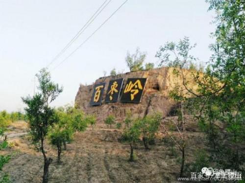 千年寿枣-稷山板枣-稀罕网