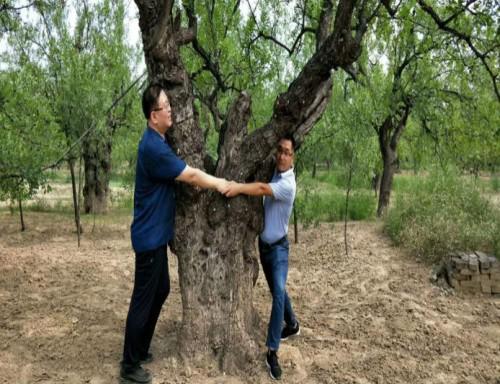 千年寿枣-稷山板枣-稀罕网