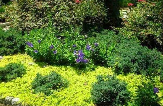 金叶过路黄,超好看的地被植物,一节枝条,轻松长一片!