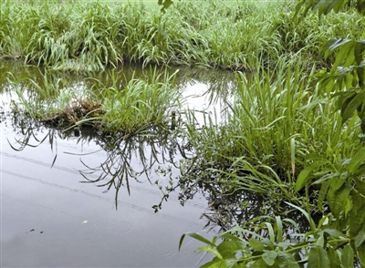斜桥镇富民村南十组河道:水草疯长河道变"草丛"