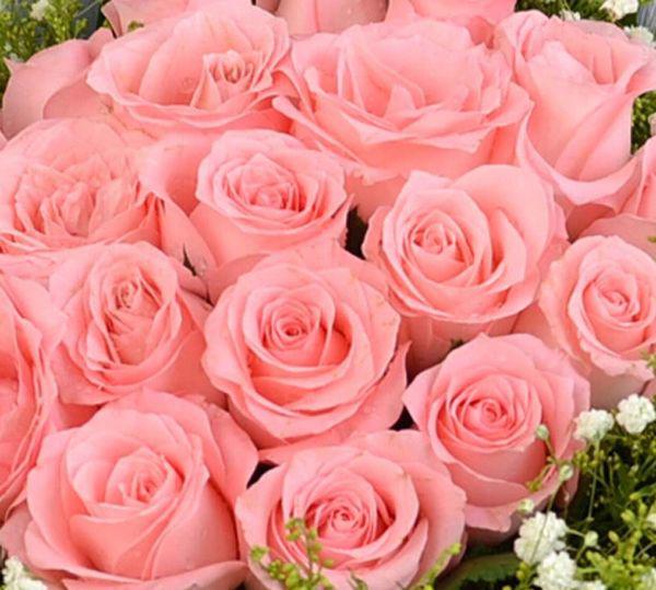 玫瑰一直以来是最适合代表爱意的花束,选择粉色玫瑰代表着她让你感受