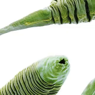 历时八年登上Nature封面:线虫神经网络首次完整破解,揭秘大脑功能如何产生