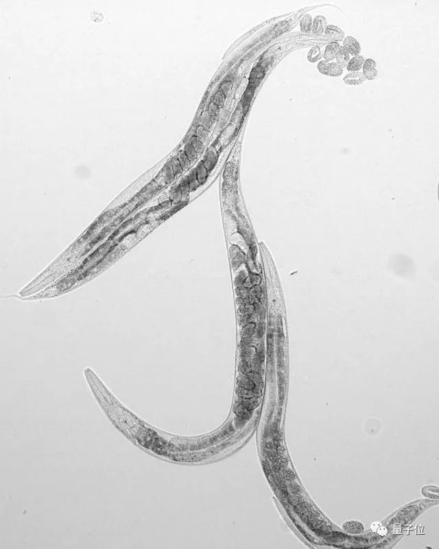 历时八年登上Nature封面:线虫神经网络首次完整破解,揭秘大脑功能如何产生
