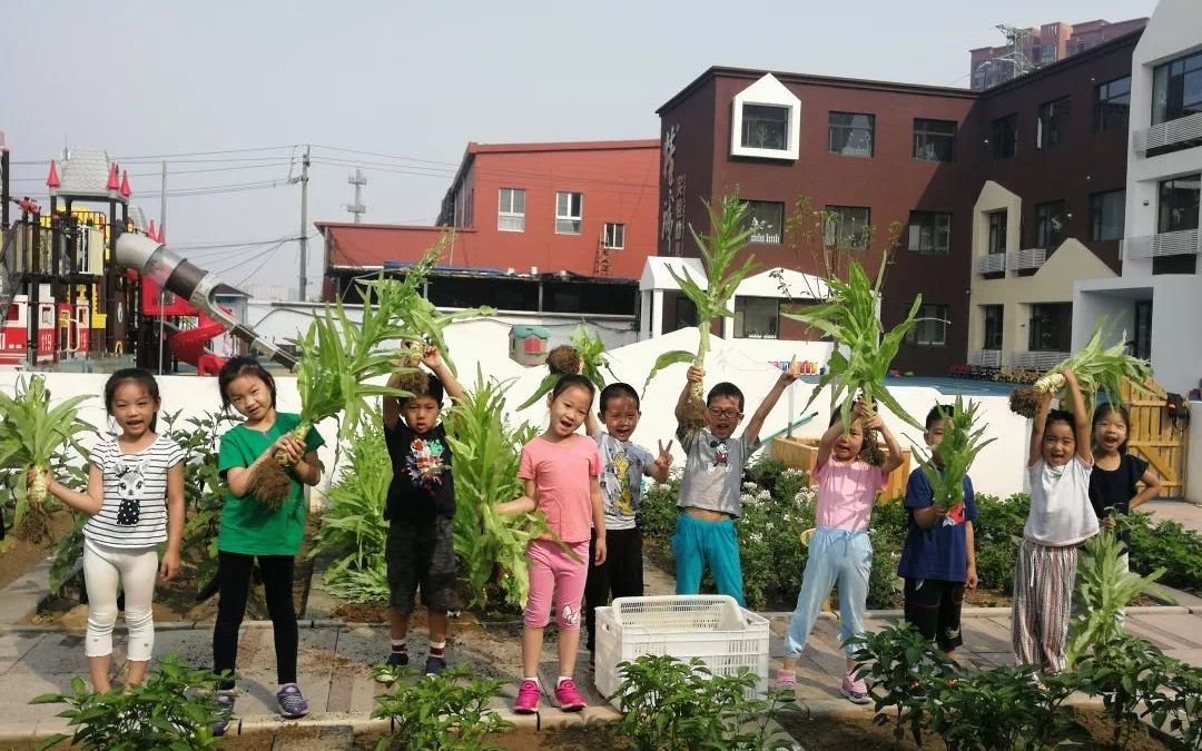 幼儿园开辟小菜园 农业教育从学龄前开始 幼儿园小菜园