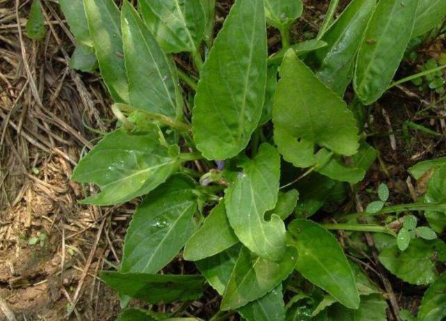 其实这种植物在农村被称为"九牛力",是一种攀援灌木,经常会缠绕在其他