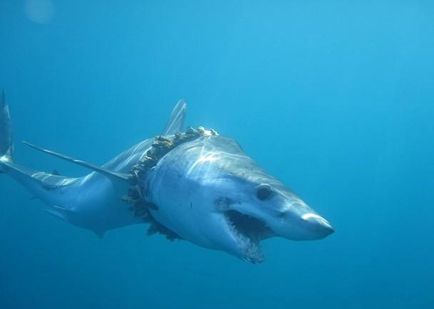 研究海洋污染严重大白鲨不敌塑料垃圾及废弃鱼网