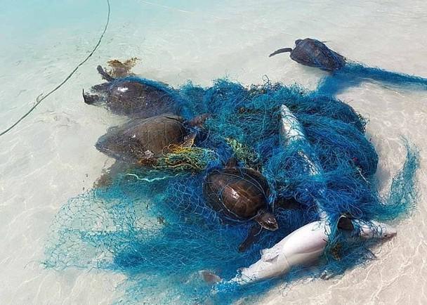 研究海洋污染严重大白鲨不敌塑料垃圾及废弃鱼网