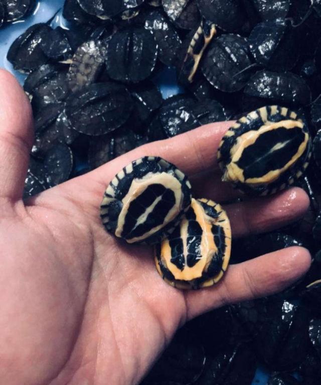 近年来,石金钱龟价格不断下跌,还有希望上涨吗?