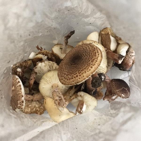 女子在公园内采摘大量蘑菇并食用 中剧毒险丧命