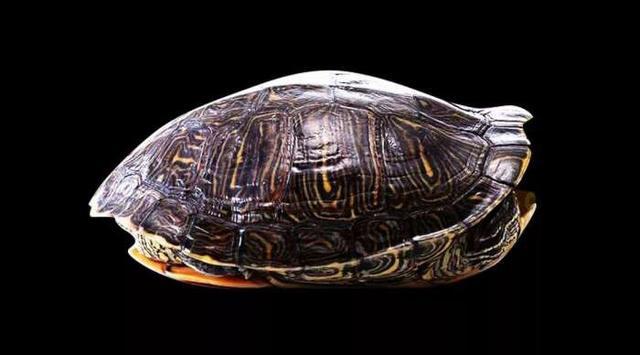 A股2019年首份半年报出炉，净利同比降46%