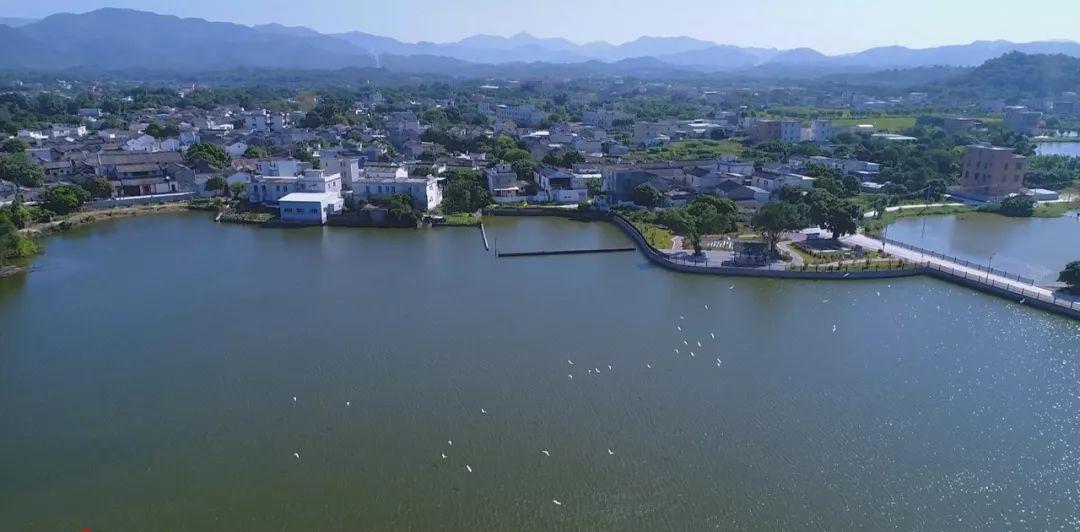 潮州潮安区归湖镇狮峰村又添新景,整一池荷花引来游人无数