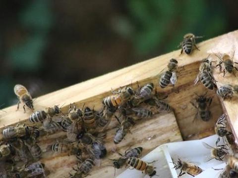 蜜蜂养殖技术视频大全第二集 2840-hzuhxyp1140413.jpg