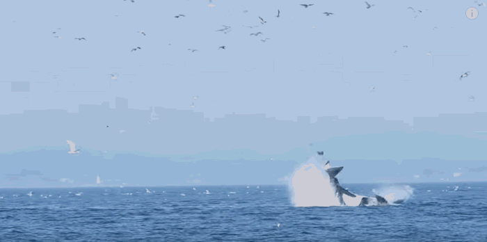 最悲惨的一只海豹，被虎鲸拍打至20多米的高空