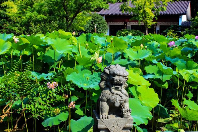 荷花又開放 和你相約莘莊公園共賞荷花
