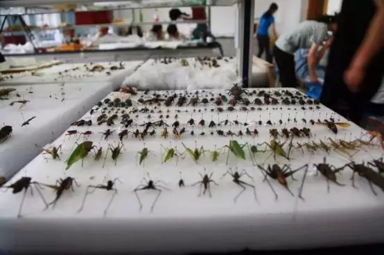 高校布置另类暑假作业：抓130科上万只昆虫