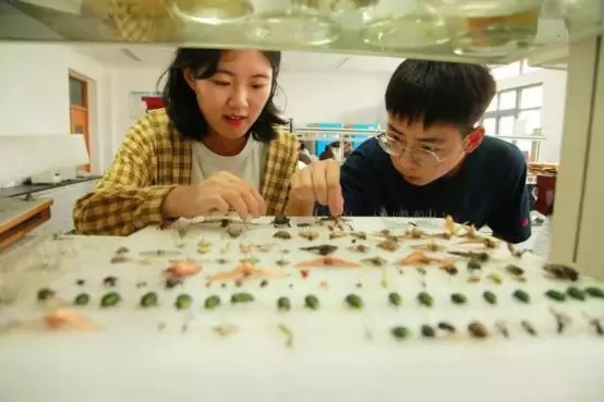 高校布置另类暑假作业：抓130科上万只昆虫