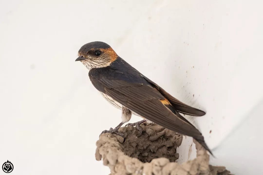 燕子飞到麻雀窝猜成语_燕子窝